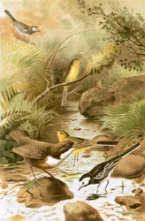 Dipper, Pied Wagtail and Yellow Wagtail