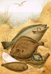 Flat Fish