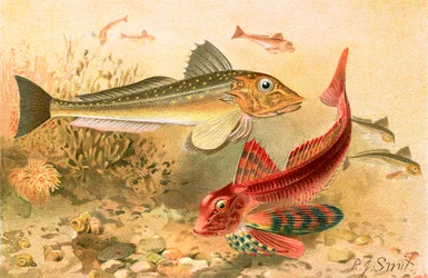 Gurnards