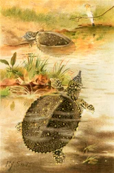 Soft river tortoises