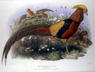 Thaumalea picta (Golden Pheasant) engraved by M. & N. Hanhart