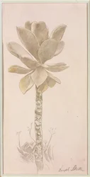 Flower Study