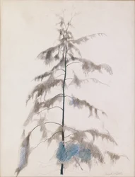 Pine Tree