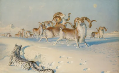 A Snow Leopard Stalking Ovis Poli