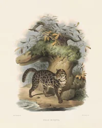 Asian Leopard Cat (Felis scripta)
