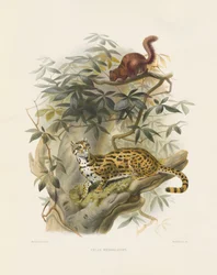 Bengal Cat