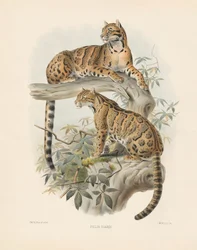 Marbled Cat