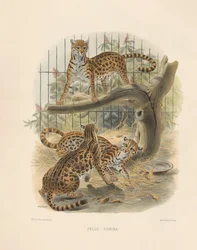 Ocelot