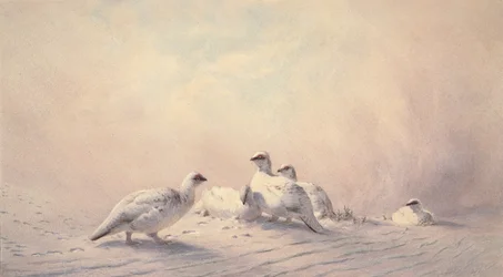 Ptarmigan, Winter, 1873