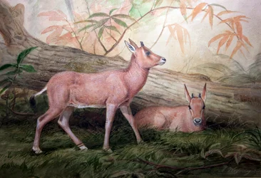 Scimitar Horned Oryx Calves