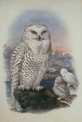 Snowy Owl, Nyctea Nivea