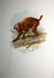 Uacari