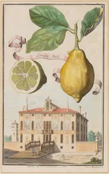 Lemon Tree