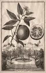 Nurnbergische Hesperides: Aranzo de fior doppio
