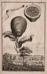 Nurnbergische Hesperides: La Luchetta Imoperiale