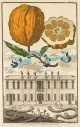 Nurnbergische Hesperides: No185 - Aranzo Striato dolce. Palazzo del N. H. Fonte in Noventa, c1708