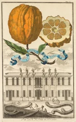 Nurnbergische Hesperides: No. 185 - Aranzo Striato dolce. Palazzo del N. H. Fonte in Noventa