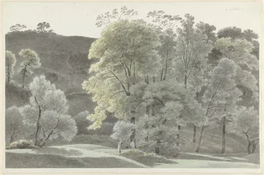 Trees in the Vicinity of Subiaco