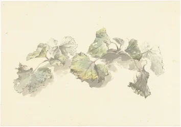 Study of Leaves