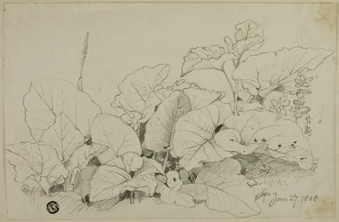Clump of Leaves and Flowers