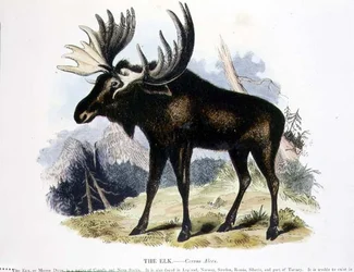 The Elk (Cervus alces) educational illustration