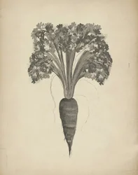 Botanical Carrot Drawing