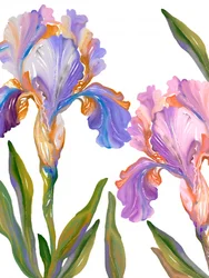Colorful Iris Blooms