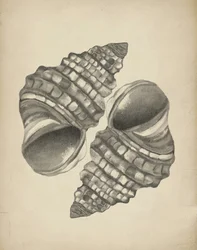 Detailed Spiral Shells