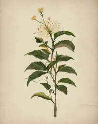 Elegant Botanical Bloom