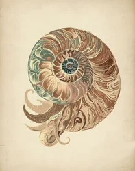 Elegant Nautilus Shell