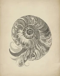 Intricate Nautilus Spiral