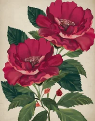 Rose of Providence