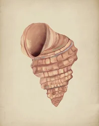 Spiral Seashell Study