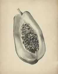 Tropical Papaya Half