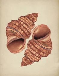 Two Conch Shells