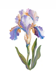 Vibrant Painterly Iris
