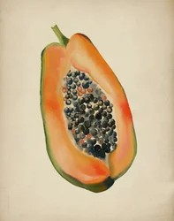 Vibrant Papaya Half