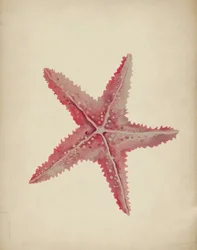 Vintage Pink Starfish