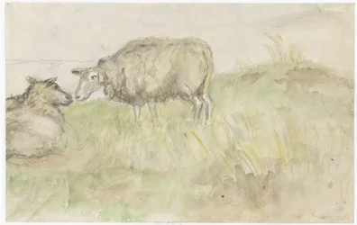 Two Sheep