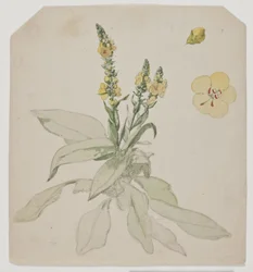 Blooming Mullein