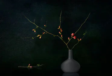 Dark Blooming Branches