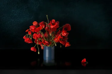 Dramatic Red Poppies