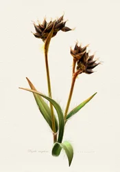 Detailed Botanical Study
