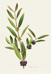 Elegant Berry Branch