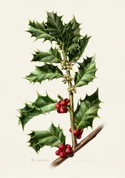Festive Holly Berries