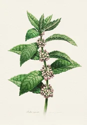 Flowering Mint Botanical