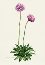 Purple Botanical Bloom