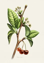 Sweet Cherry Botanical Branch