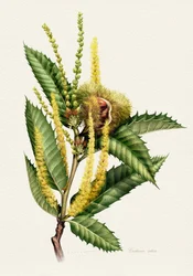 Sweet Chestnut Study