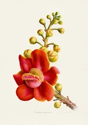 Vibrant Cannonball Flower